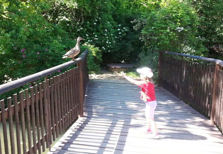 Přednáška ze života kachen 