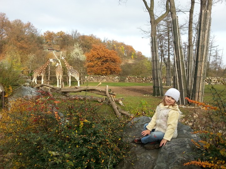 Zátiší se žirafami  